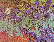 Irises